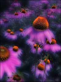 Close-up of purple flowers