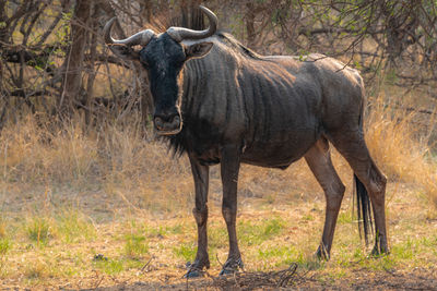 Close-up of wildebeest in field