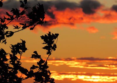 Silhouette of trees against cloudy sky