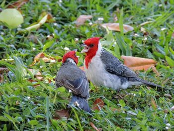 Two red-crested cardinals on the ground in grass fighting, squawking beaks open detail macro