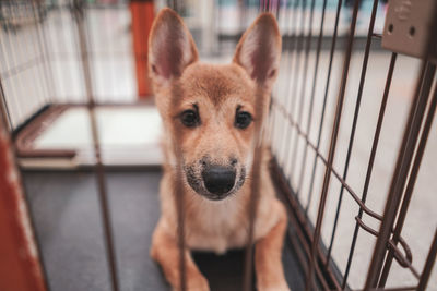 Portrait of dog in cage