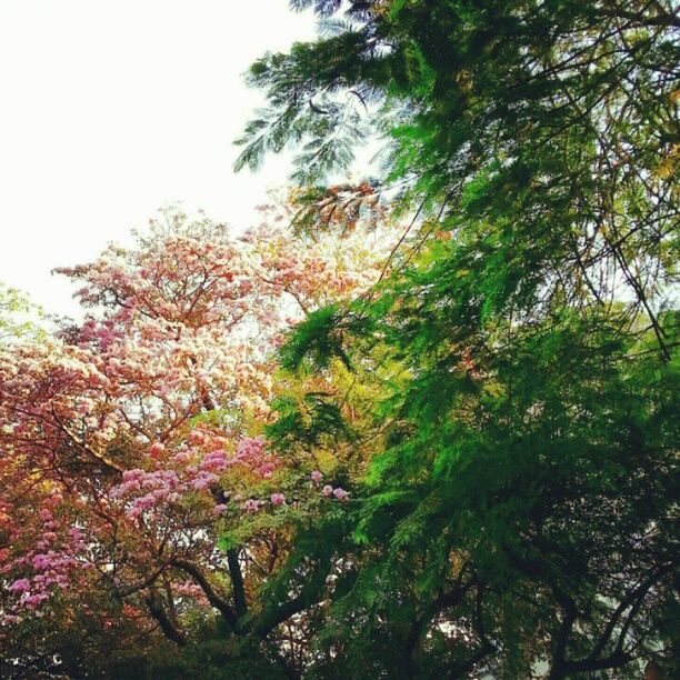 tree, growth, low angle view, branch, nature, beauty in nature, tranquility, clear sky, sky, green color, tranquil scene, scenics, lush foliage, forest, day, outdoors, no people, growing, leaf, tree trunk