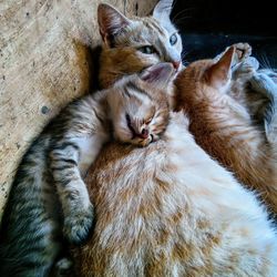 Cats resting