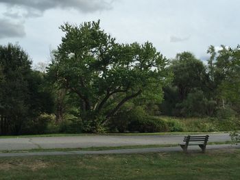 Trees on landscape against sky