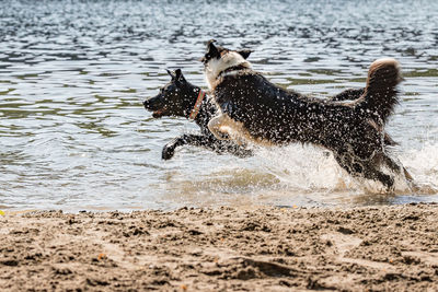 Dog running on beach