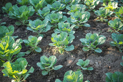 High angle view of plants growing on field