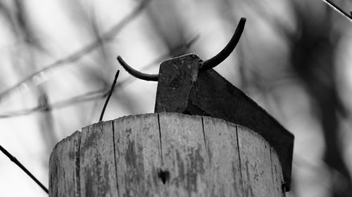Close-up of rusty metal fence against trees