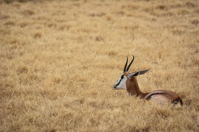 Thomson gazelle on grassy field