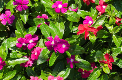 Close-up of pink flowering plants