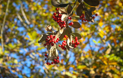 Low angle view of cherries on tree