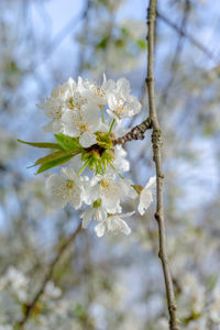 Close-up of white cherry blossom tree