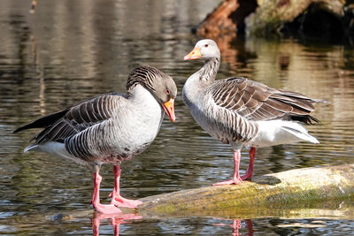 Side view of seagulls in lake