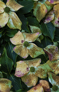 Full frame shot of flowering plant