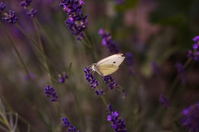 Close-up of butterfly on lavender