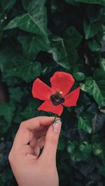 Close-up of hand holding red rose flower