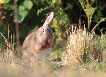 Rabbit in a field