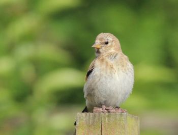 Close-up of bird perching on white background