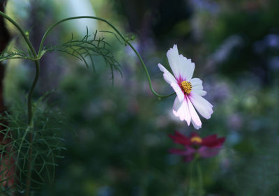 Close-up of white flowering plant