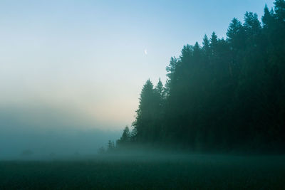 A beautiful morning landscape of a temperate forest in the summer. woodlands with trees, vegetation.