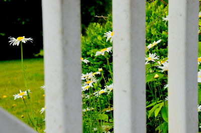 Flowers blooming in garden seen through fence