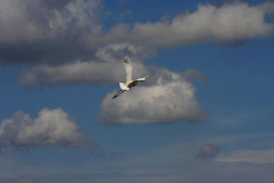 Bird flying in sky