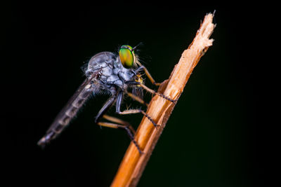 Close-up of robber fly on stick against black background