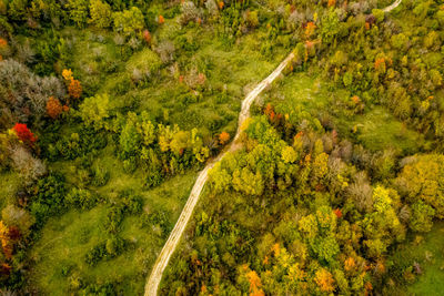 High angle view of road amidst trees in forest