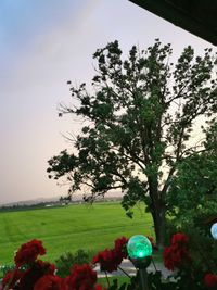 Trees on field against sky