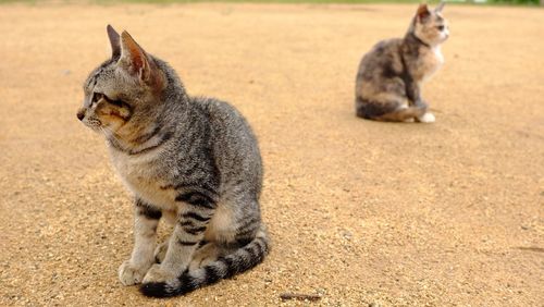 Cat looking away