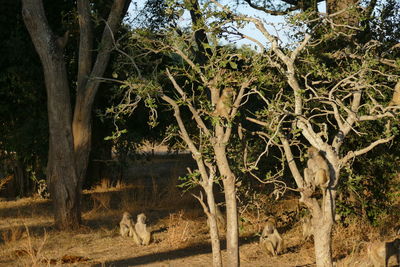 View of a tree in the forest