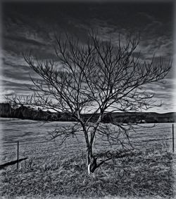 Bare tree on landscape against sky