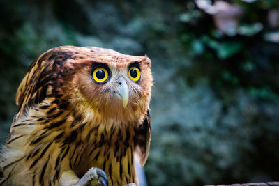 Close-up portrait of owl