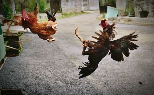 Two fighting roosters in mid-air on road