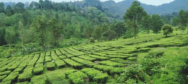 Scenic view of agricultural field