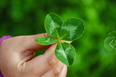 Close-up of hand holding leaves