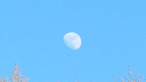 Low angle view of moon against clear blue sky