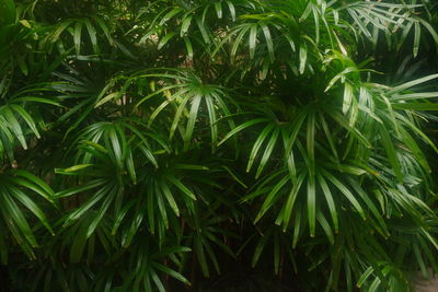 Fern in forest