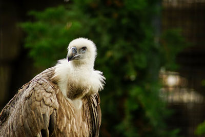Close-up of eagle against blurred background
