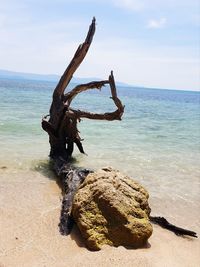 Driftwood on rock in sea against sky