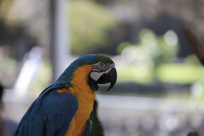 Close-up of a bird