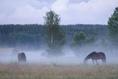 View of giraffe on field against sky