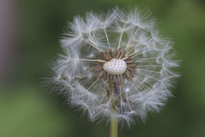 Close-up of dandelion against blurred background