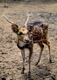 Portrait of deer