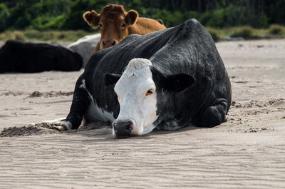 Cows relaxing on sand at beach