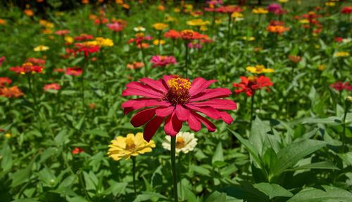 Close-up of pink flowering plants