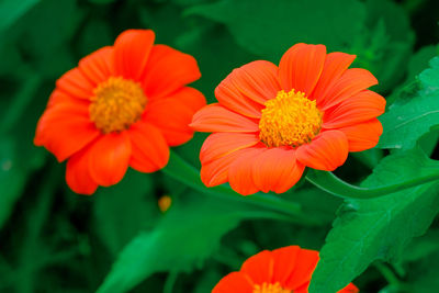 Close-up of red flowering plant