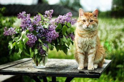 Portrait of cat with flowers