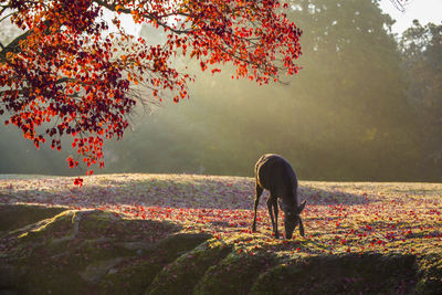 Nara park and deer in the autumn colors