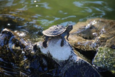 High angle view of turtle on rock in lake