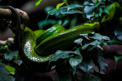 Close-up of green plant